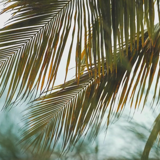 Video showing coconut spa pamper gift set including body scrub, body butter, hair mask, face masks and hand care routine