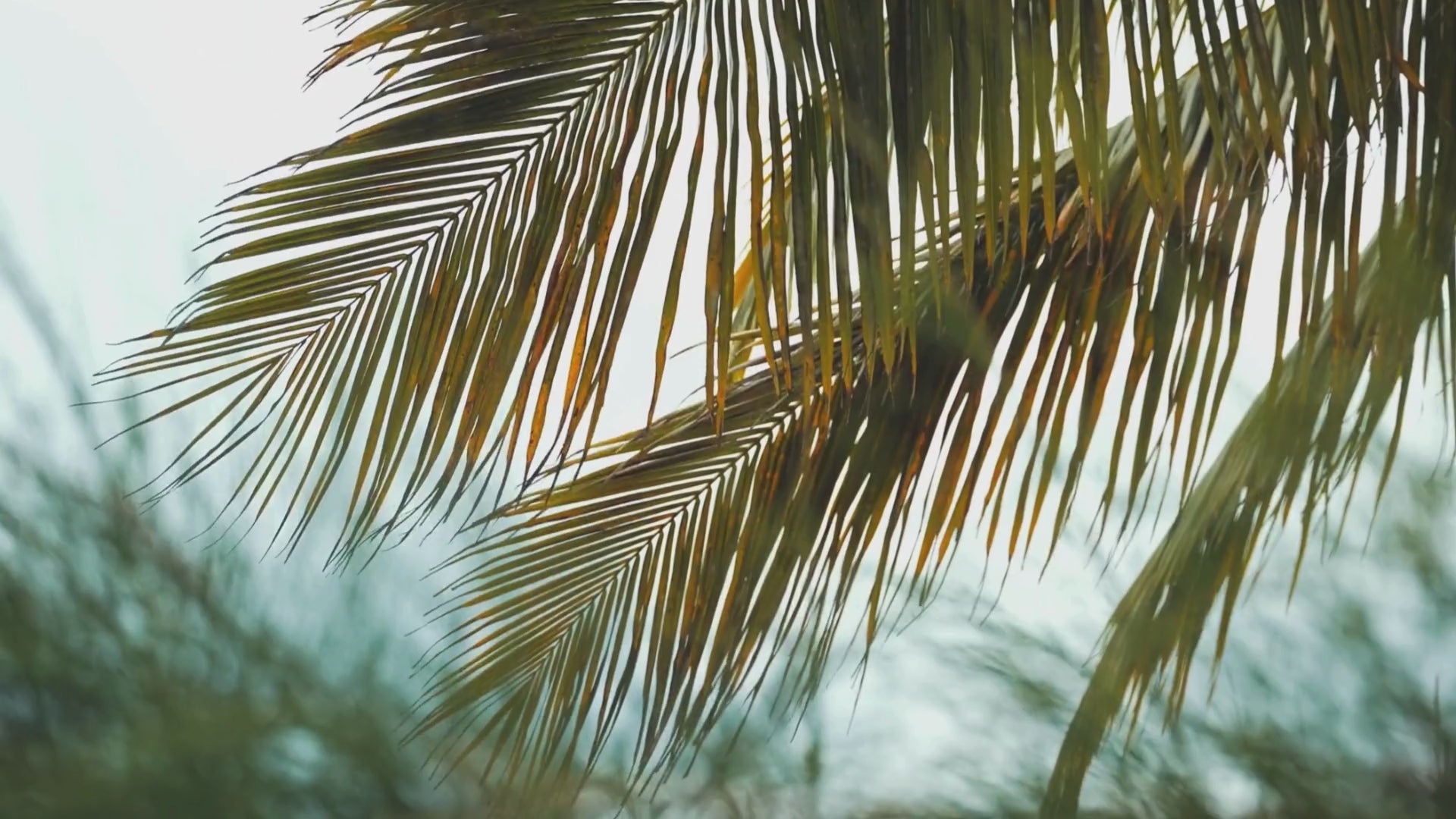 Video showing coconut spa pamper gift set including body scrub, body butter, hair mask, face masks and hand care routine